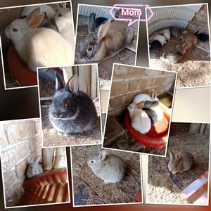 Rabbits