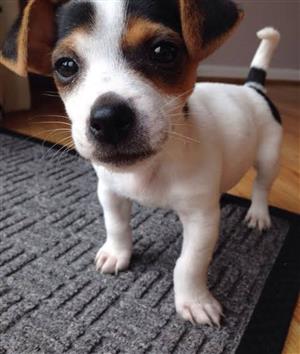 Jack russel puppies for sale 