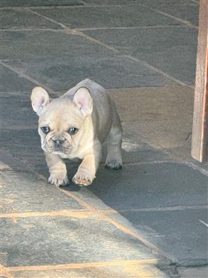 French bulldog puppies