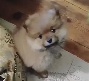 Toypom Pomeranian puppy 