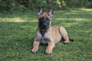 Belgian Malinois