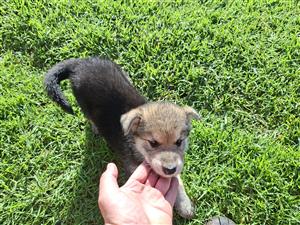 German shepherd puppies