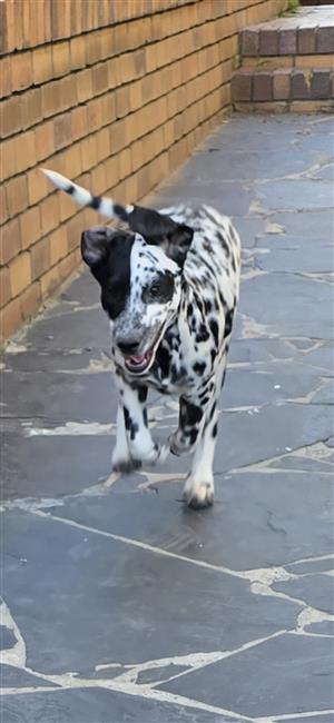 Dalmatian Puppy