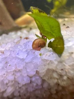 Baby Ramshorm aquarium snail fully aquatic