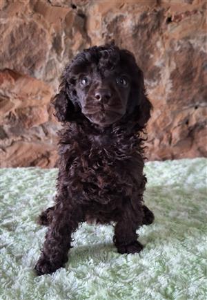 Toy Poodle puppies