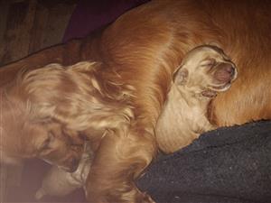 Cocker spaniel babas te koop