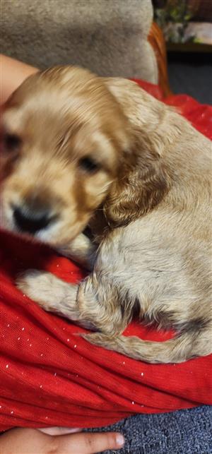 Beautiful Cocker Spaniel Puppies