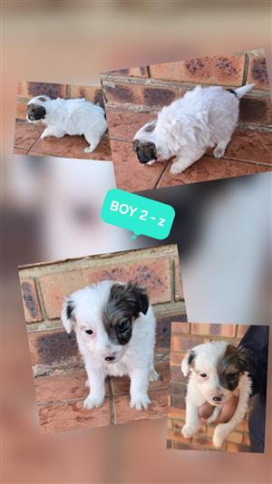 Maltese X Jack-A-Poo