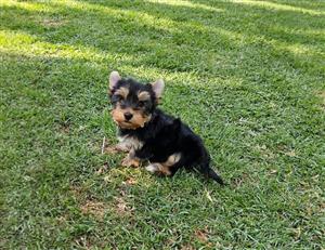 Yorkie