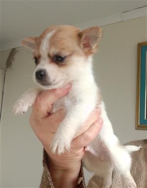 Pomeranian x miniature pinscher Puppy 