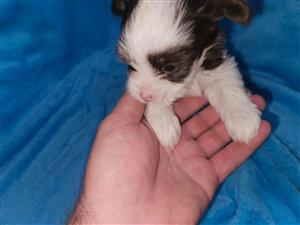 Adorable yorkie puppies available