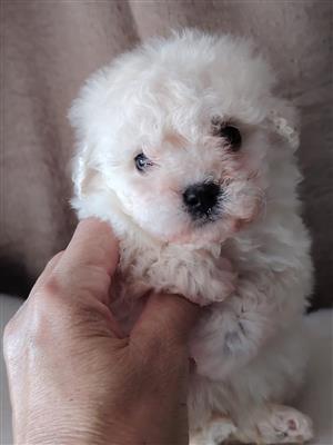 Adorable maltipoo boy available 