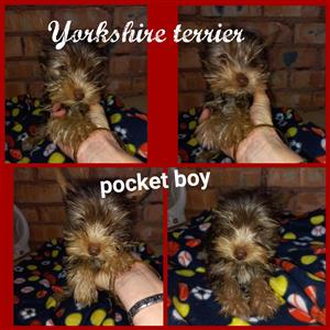 Pocket Yorkie boy