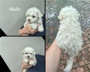 Maltese puppies