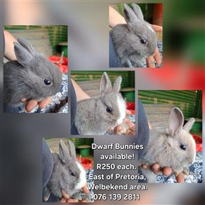 Dwarf bunnies available 