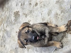 German shepherd sable  puppies 
