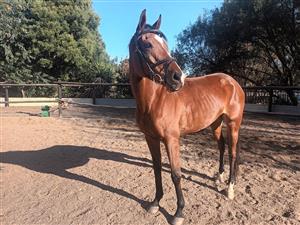 Thoroughbred mare for sale