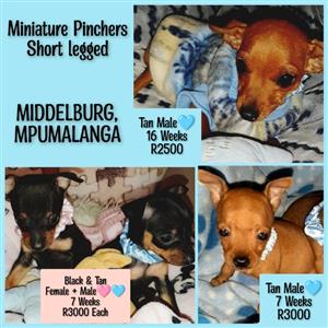 4x SHORT LEG MINIATURE PINCHERS IN MIDDELBURG, MPUMALANGA