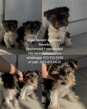 Male biewer x yorkie mix for sale. 8 weeks old . Dewormed and vaccinated 