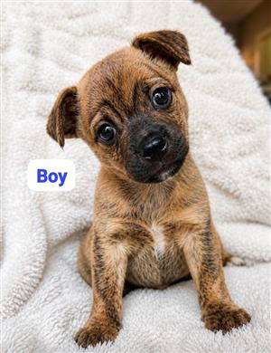 Pug cross dachshund puppies 