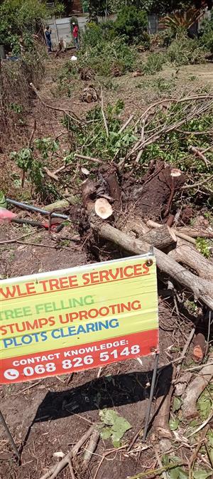 Tree felling in Port Elizabeth 