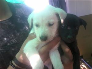 CUTEST LABRADOR PUPPIES LOOKING FOR NEW HOME