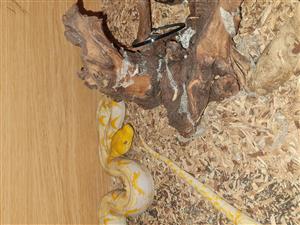 Reticulated PYTHON for sale