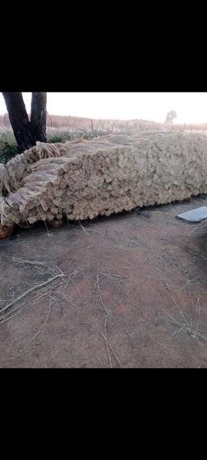 Thatch grass