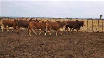 Brahman Cattle (Bulls and Heifers)