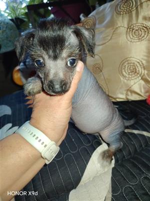 Chinese crested males 
