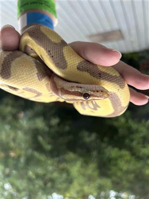 Baby ball python for sale 