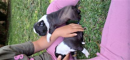  Pure bred Boston Terrier male puppy available for booking.