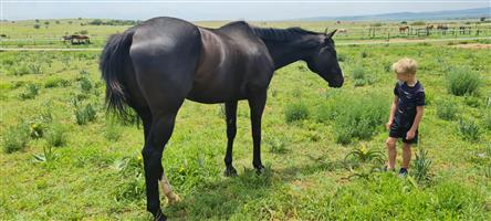 Thoroughbred Gelding for sale (all-rounder)