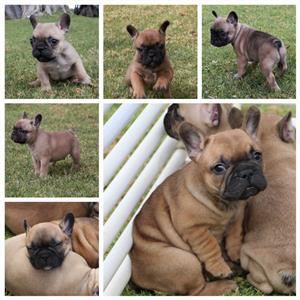 Puppies French Bulldogs