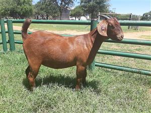 Kalahari Goats for sale