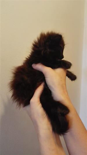 Big and Fluffy maincoon kittens