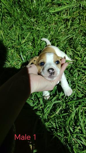 Jack Russell puppies 
