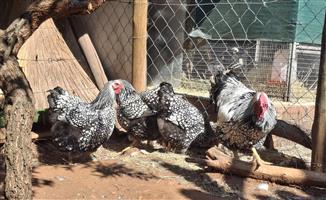 Wyndotte chickens Silver, white, buff, blue and gold for sale