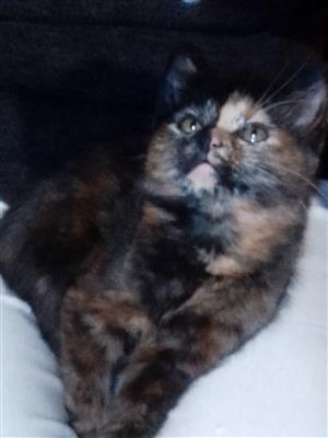 Tabby kitten 