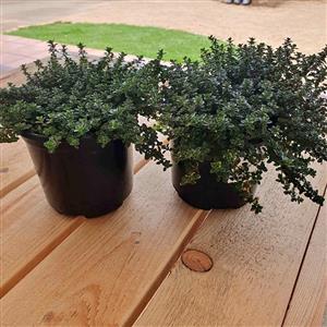 Veg and Herb Seedlings  A Tray - Lemon Tyme R45  GARDEN MARKET PLACE  NO 1 Gardens Road.