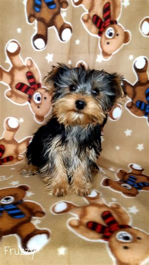 Beautiful Yorkies available to approved families