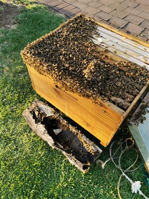  bee hive langstroth 