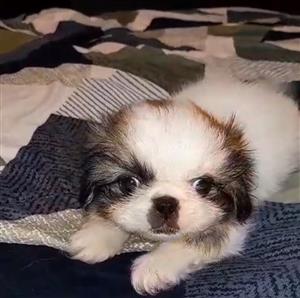 Pekingese puppies 