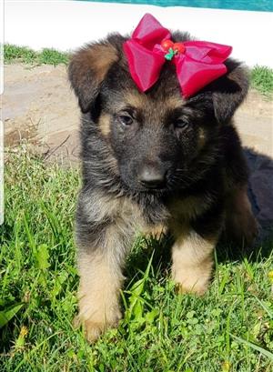 German shepherd puppies 