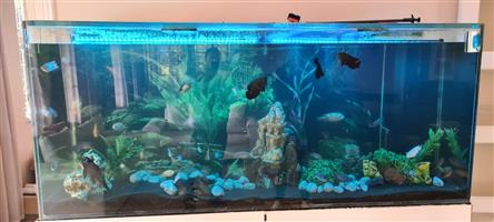 Large Fish Tank & all accessories for sale