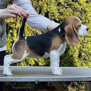 Beagle puppy for sale
