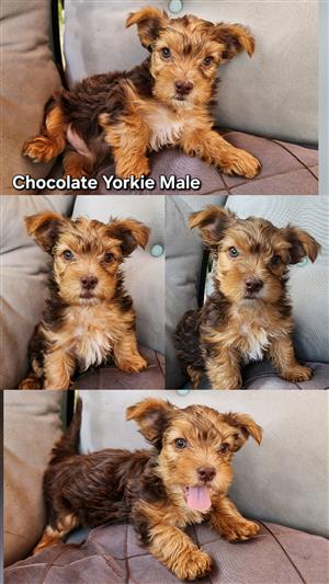 Yorkie puppies for sale 
