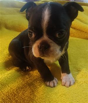 Boston puppies 