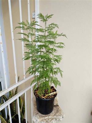 Vibrant Healthy Fertilized Wilde Als 500mm+ tall R100 (last one available)