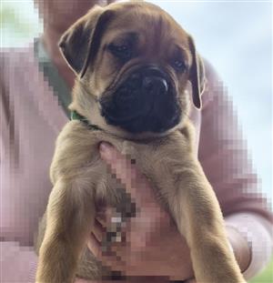 Beautiful Bullmastiff Puppies